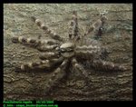 Poecilotheria regalis (Indian ornamental tarantula)
