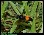 Lesser banded hornet (Vespa affinis)