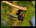 Lesser banded hornet (Vespa affinis) killing honeybee