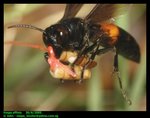 Lesser banded hornet (Vespa affinis) with mealworm offered on fishing line