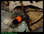Lesser banded hornet (Vespa affinis) hunting flies around dead mussels on beach