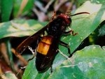 Lesser banded hornet (Vespa affinis)  &#40644;腰胡蜂