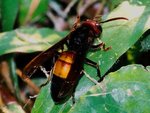 Lesser banded hornet (Vespa affinis)  黄腰胡蜂