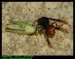 Lesser banded hornet (Vespa affinis) 黃腰胡蜂