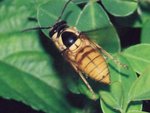 Common wasp (Vespa bicolor) 雙色胡蜂/黑盾胡蜂