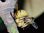 Common wasp (Vespa bicolor) killing honeybee 雙色胡蜂/黑盾胡蜂 - - 捕食蜜蜂