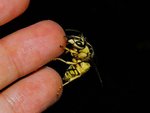 Common wasp (Vespa bicolor) feeding on honey on hand 雙色胡蜂/黑盾胡蜂 - 在手上&#25668;食蜜糖