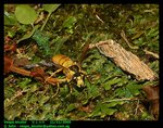 Common wasp (Vespa bicolor)  雙色胡蜂