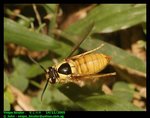 Common wasp (Vespa bicolor)  雙色胡蜂