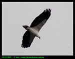 White-bellied sea eagle