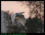 Heron