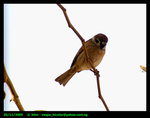 Sparrow