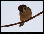 Sparrow