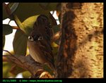 Sparrow