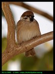 Sparrow