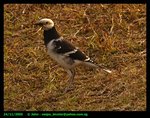 Black-collared starling
