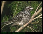 Common koel