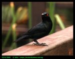 starling1