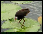 Waterhen
Botanic Gardens, Singapore