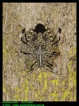 Shield bug (Erthesina fullo)