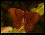 butterfly11_14233