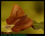 butterfly12_14234