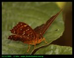 butterfly8_14138