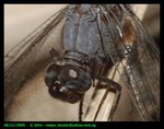 Closeup profile of dragonfly head
