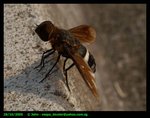 Bee fly (Ligyra tantalus)