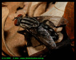 Fleshfly (Sarcophaga sp.)