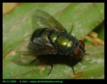 "Greenbottle" fly. Calliphoridae