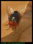 "Greenbottle fly". Calliphoridae.