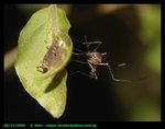 Mosquito resting on plant leaves