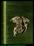 Toad