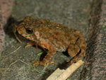 Toad