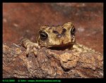 Toad