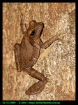 Tree frog