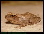 Tree frog