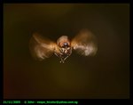 Hoverfly in flight