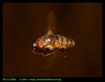 hoverfly3_d14527