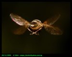 hoverfly4_d14525