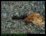 Ant