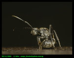 ant2_14723