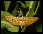 Moth