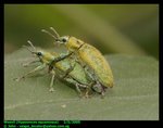 Gold dust weevils (Hypomeces squamosus)