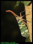 Lanternfly (Pyrops candelaria)