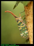 Lanternfly (Pyrops candelaria)