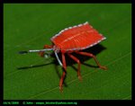 Shield bug. Botanic Gardens, Singapore