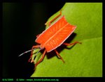 Shield bug. Botanic Gardens, Singapore