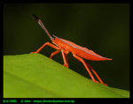 Shield bug. Botanic Gardens, Singapore